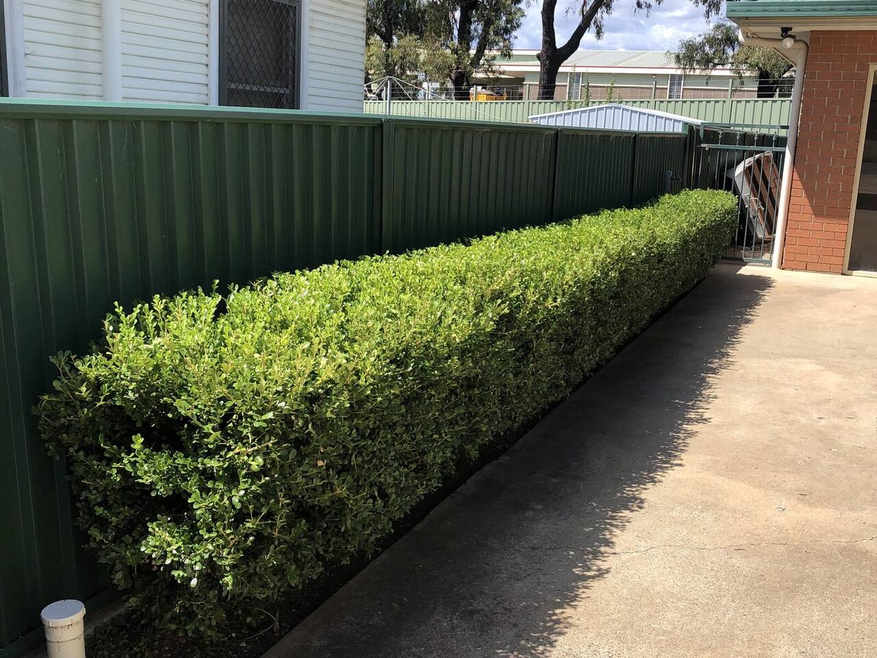 Long hedge trimmed neatly by P&Z
